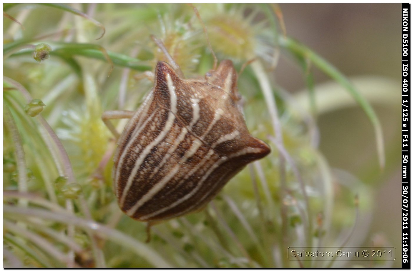 Pentatomidae: Ancyrosoma leucogrammes di Usini (SS)